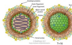 研究人員在入侵宿主之前發(fā)現(xiàn)有包膜病毒中發(fā)生的結構變化