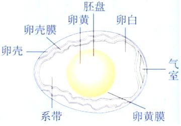 胚盤與卵黃膜的附著影響昆蟲的原腸胚形成