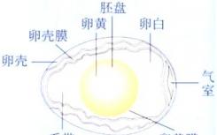 胚盤與卵黃膜的附著影響昆蟲的原腸胚形成