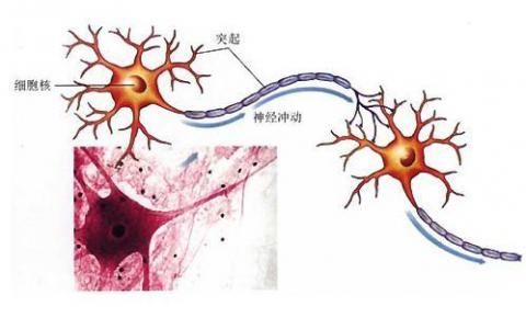 控制神經(jīng)元中錯誤折疊的蛋白質