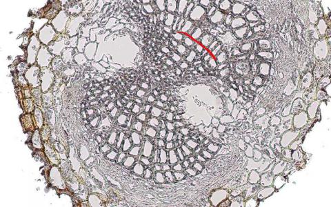 研究人員揭示了細(xì)樹(shù)根的年齡