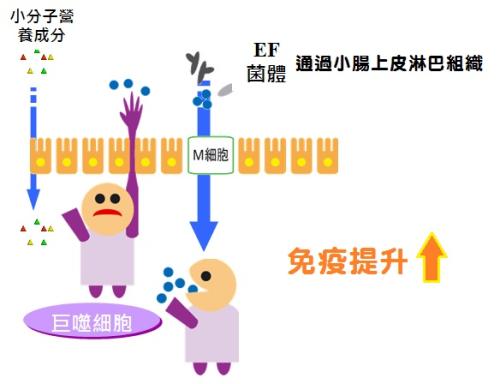 益生菌在腸道中進化并不總是為了好