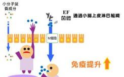 益生菌在腸道中進化并不總是為了好