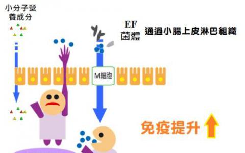 益生菌在腸道中進化并不總是為了好