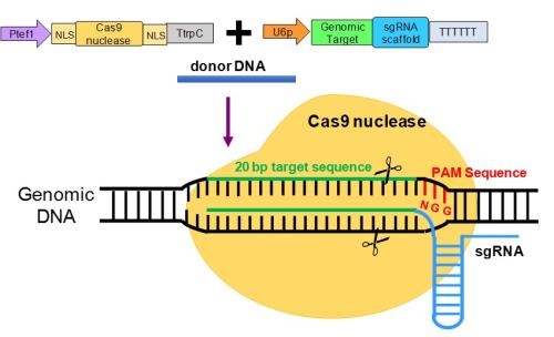 新技術改進了蚊子和其他物種的CRISPR-Cas9基因編輯