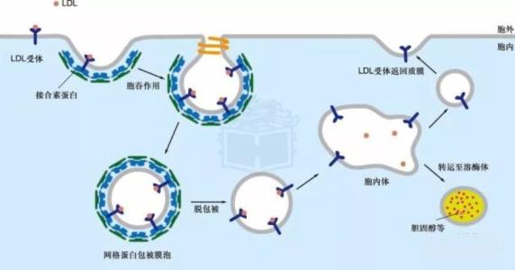 科學(xué)家們開(kāi)發(fā)了一種監(jiān)測(cè)細(xì)胞決策的方法