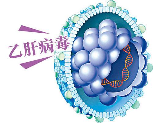 科學(xué)家們對(duì)乙型肝炎病毒的起源有了新的認(rèn)識(shí)