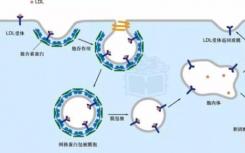 科學(xué)家們開發(fā)了一種監(jiān)測(cè)細(xì)胞決策的方法