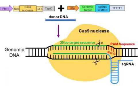 新技術(shù)改進(jìn)了蚊子和其他物種的CRISPR-Cas9基因編輯