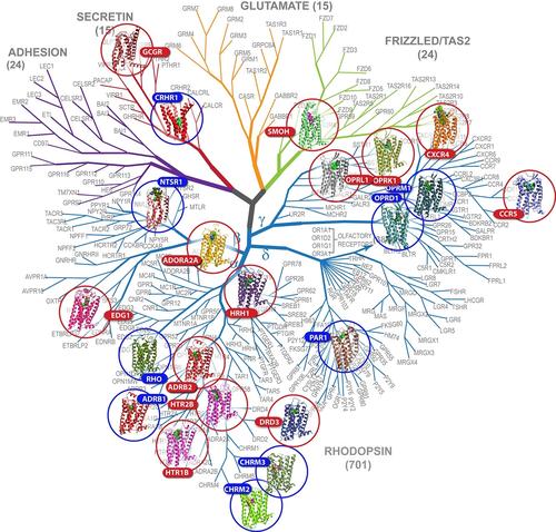 科學(xué)家們開發(fā)出新的精確計(jì)算方法來提高藥物靶標(biāo)穩(wěn)定性