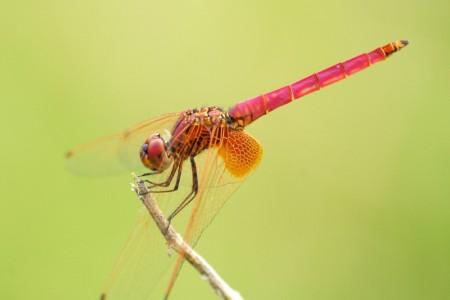 基因組研究將昆蟲進化與檢測空氣氣味的能力聯(lián)系起來