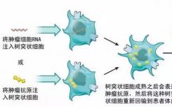 鑒定抗癌免疫與腸道微生物組之間的因果關系