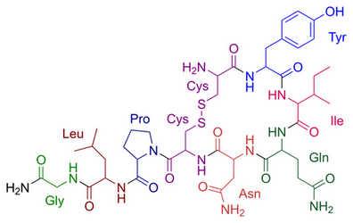 使用MDMA重新開啟催產(chǎn)素學(xué)習(xí)關(guān)鍵時(shí)期的催產(chǎn)素