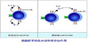 研究人員預(yù)測(cè)細(xì)胞轉(zhuǎn)換因子