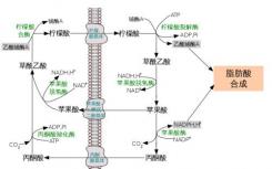 用于有效抑制人ATP-檸檬酸裂解酶的變構(gòu)機制