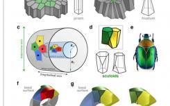 研究揭示了自然界使用的新幾何形狀來有效地包裝細(xì)胞
