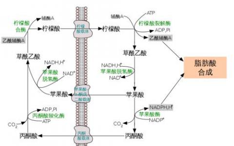 用于有效抑制人ATP-檸檬酸裂解酶的變構(gòu)機(jī)制