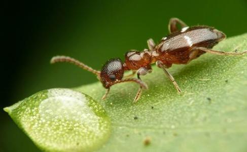 研究人員從螞蟻微生物群中分離出能夠抵抗抗藥性真菌的化合物