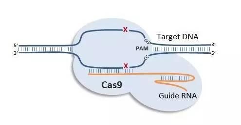 CRISPR / Cas9基因編輯剪刀不如我們想象的那么準(zhǔn)確但有一些修復(fù)