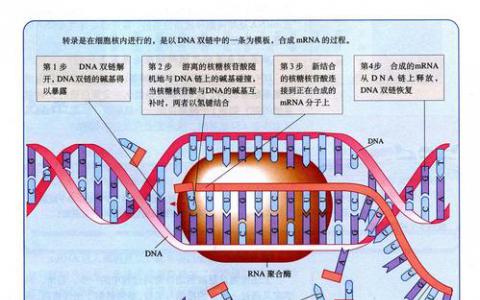 研究人員在RNAs中發(fā)現(xiàn)了調(diào)節(jié)蛋白質(zhì)合成的隱藏信號