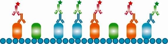 Bio-Rad推出新的同種型特異性二抗