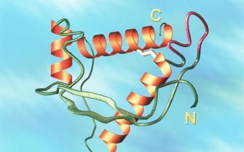 新的分析揭示了允許某些蛋白質(zhì)感染其他蛋白質(zhì)的生物物理特性