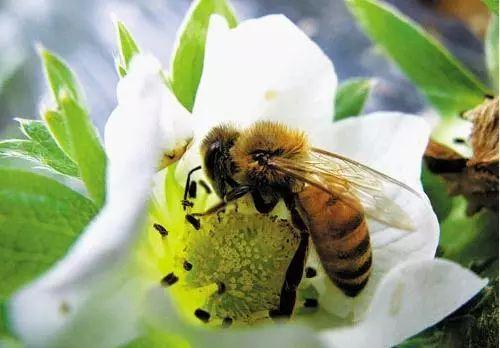 蜜蜂微生物組的物種變化隨年齡和蜂巢的作用而不同