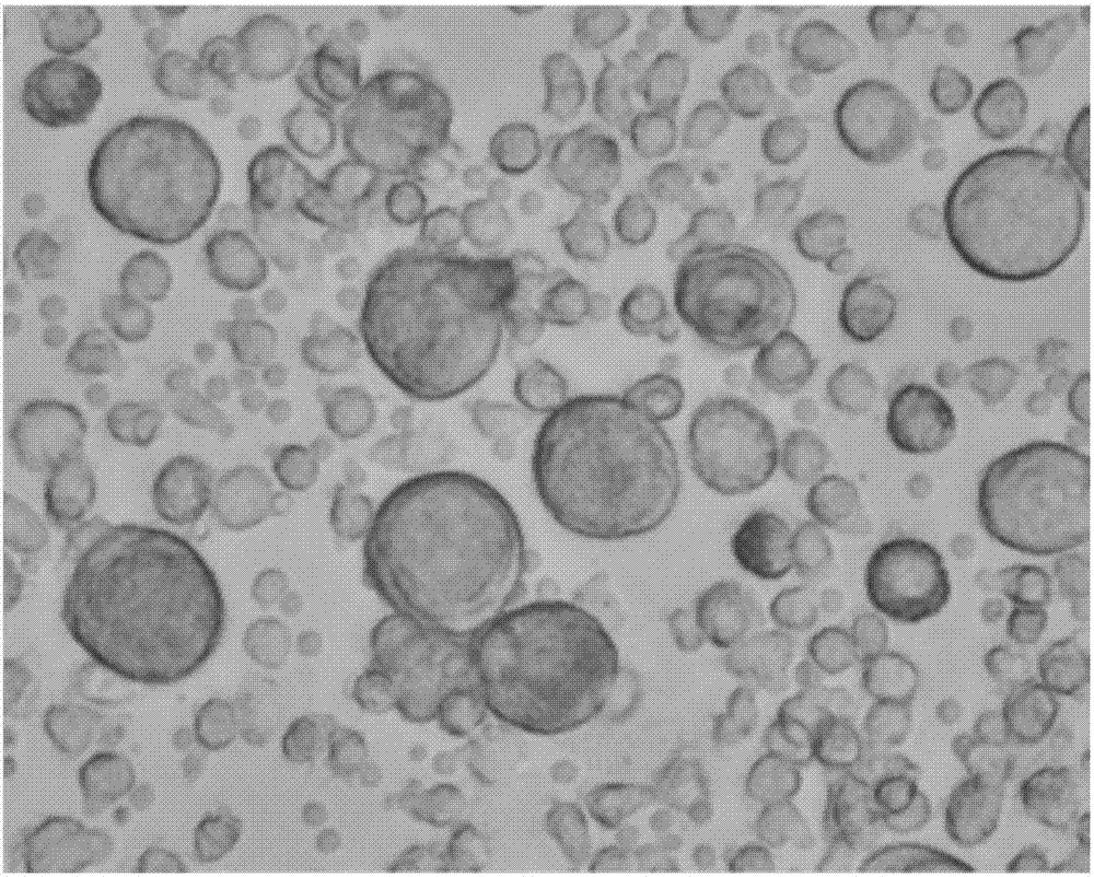 科學(xué)家們發(fā)現(xiàn)了精原干細(xì)胞自我更新因子的新功能