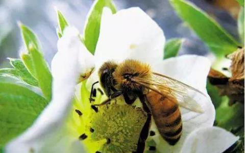 蜜蜂微生物組的物種變化隨年齡和蜂巢的作用而不同