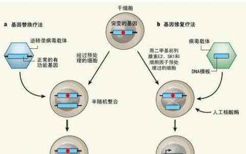 賓夕法尼亞州賓夕法尼亞州開(kāi)發(fā)AAV基因治療最佳疾病的權(quán)利