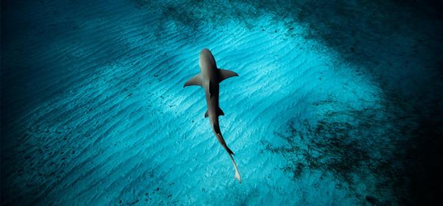 深水地平線研究的新成果以保護(hù)海洋生物免受未來石油泄漏的影響