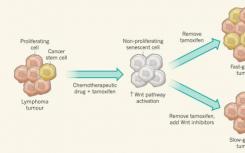 科學(xué)家發(fā)現(xiàn)了一種阻止癌細(xì)胞增殖的新機制