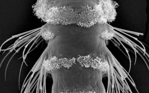 海洋浮游生物中的光感受器形成一個深度計以幫助生存