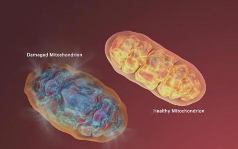 受損的線粒體使用“吃我”信號進行線粒體自噬