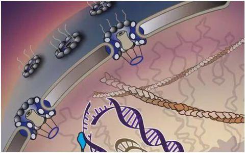 “行走的分子”將受損的DNA運(yùn)送到細(xì)胞的急診室