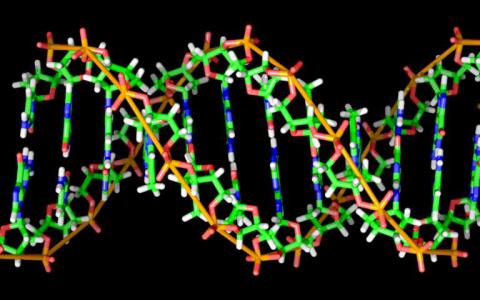 DNA條形碼可靠地工作改變生物醫(yī)學(xué)研究的游戲規(guī)則