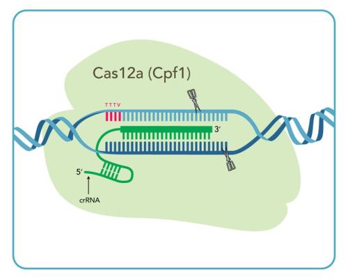 研究人員發(fā)現(xiàn)了CRISPR-Cas蛋白的作用和團(tuán)隊(duì)合作