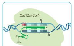 研究人員發(fā)現(xiàn)了CRISPR-Cas蛋白的作用和團(tuán)隊合作