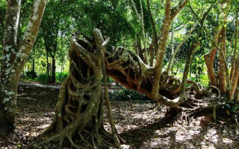 生態(tài)學家說分散能力與植物的生命周期有關(guān)