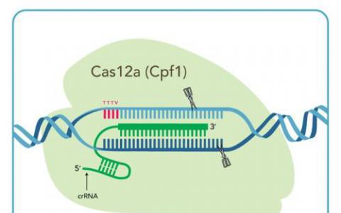 研究人員發(fā)現(xiàn)了CRISPR-Cas蛋白的作用和團隊合作