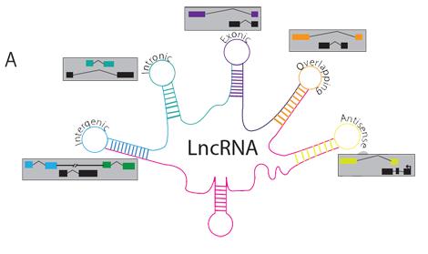 發(fā)現(xiàn)激活性別決定基因的長鏈非編碼RNA