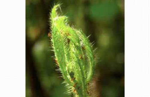 植物共生脆弱的伙伴關(guān)系