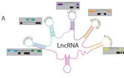 發(fā)現(xiàn)激活性別決定基因的長鏈非編碼RNA