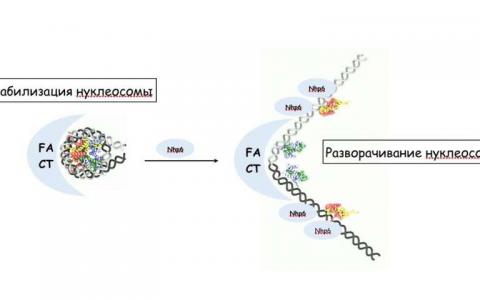 分子生物學(xué)家比較了人類和酵母的FACT