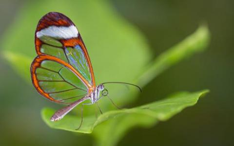 生物學(xué)家發(fā)現(xiàn)了導(dǎo)致蝴蝶背翅獨特外觀的基因