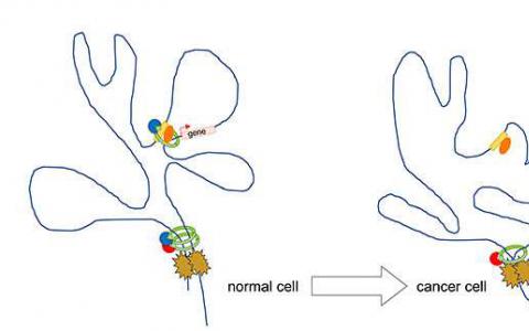 腫瘤細(xì)胞cohesin在基因組3-D結(jié)構(gòu)中的作用有助于更好地理解腫瘤細(xì)胞