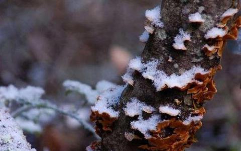 研究表明，生物安全減少了植物病原體在國界上的入侵