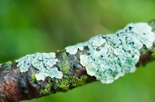 共生真菌中新型生物活性類固醇生物合成途徑