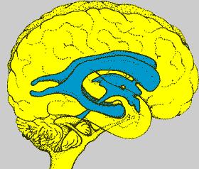 腦脊液的流動調(diào)節(jié)分裂
