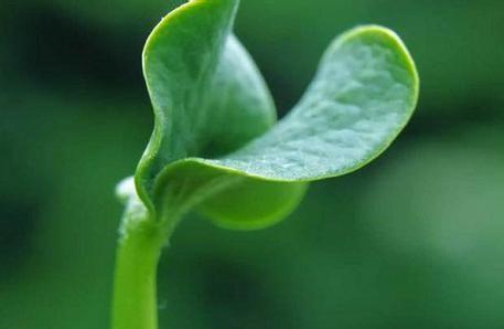 植物肽可緩解咸味壓力